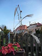 Třibřichy